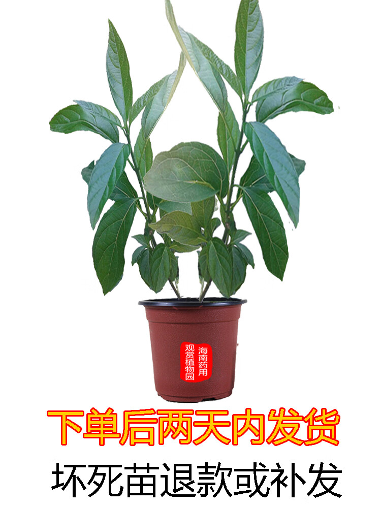 姒桀大青叶板蓝根药用花卉绿植物名贵中草药材庭院盆栽野外生长种植苗