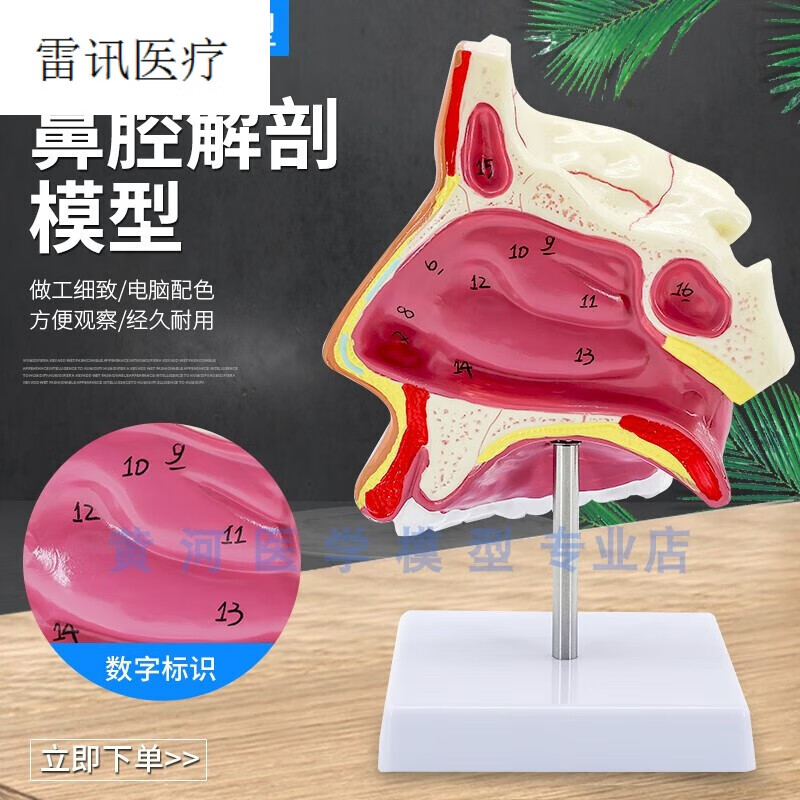 鼻腔解剖模型 耳鼻喉科教学模型 鼻腔模型 鼻子模型 口鼻结构模型 a款