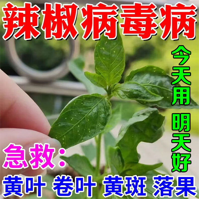 辣椒病毒病专用药辣椒卷叶病缩叶辣椒病毒病药疫病清干尖卷叶病黄 买