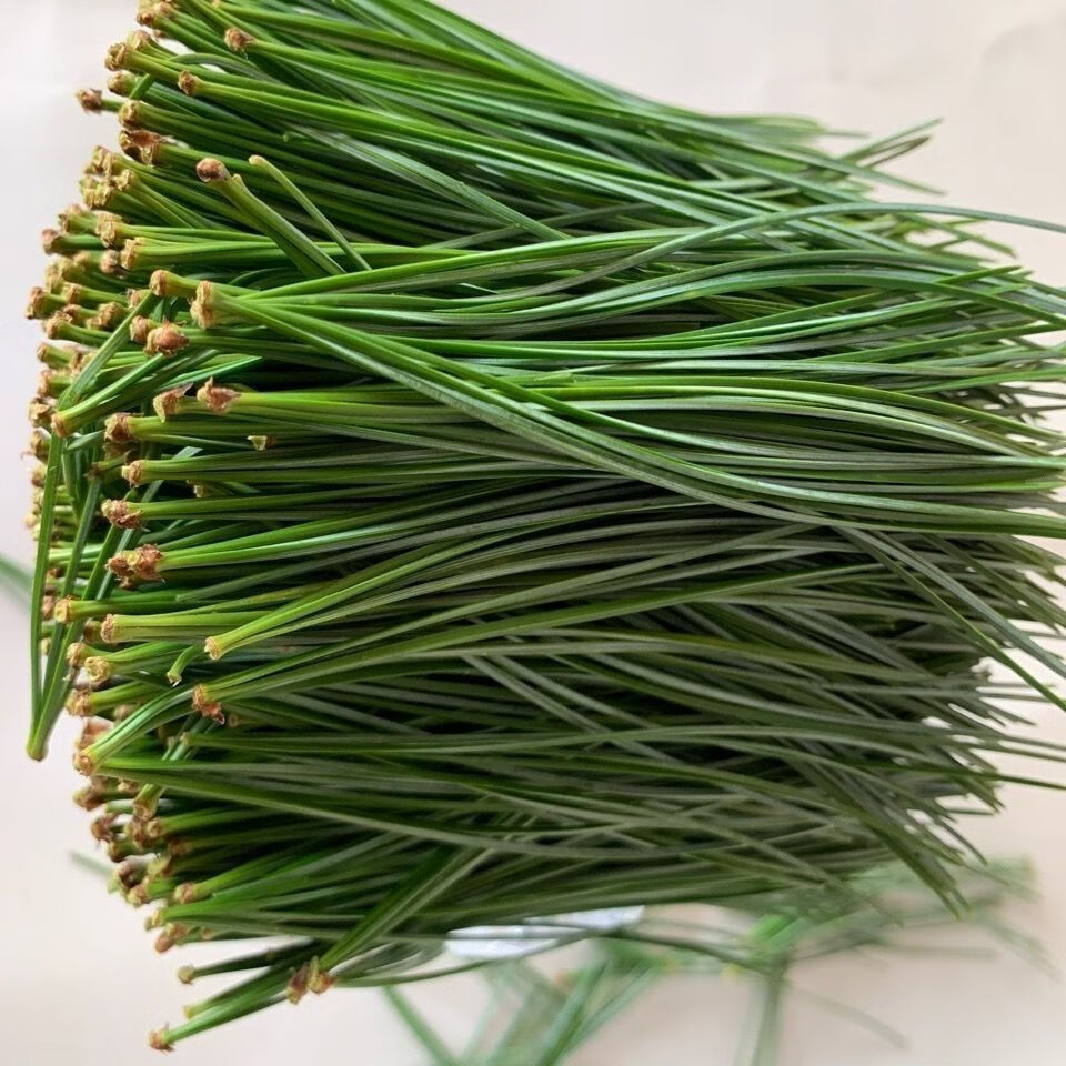 贵州新鲜带枝松针马尾松针松毛深山野生松树叶自制酵素榨汁松针茶 干