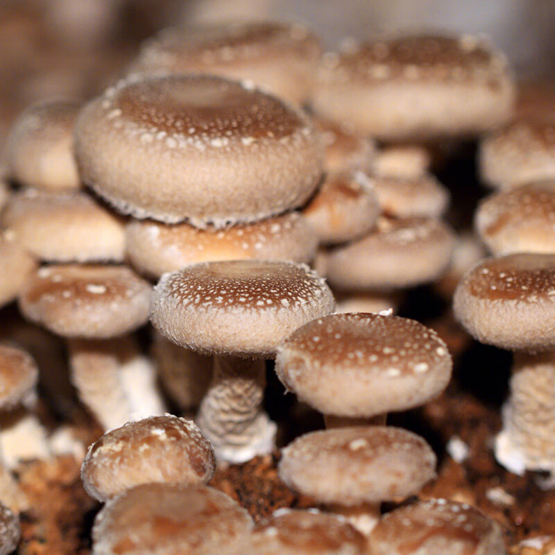 农之子 蘑菇菌种子种袋菌种种植包自种平菇种植菌包批发磨菇家庭种