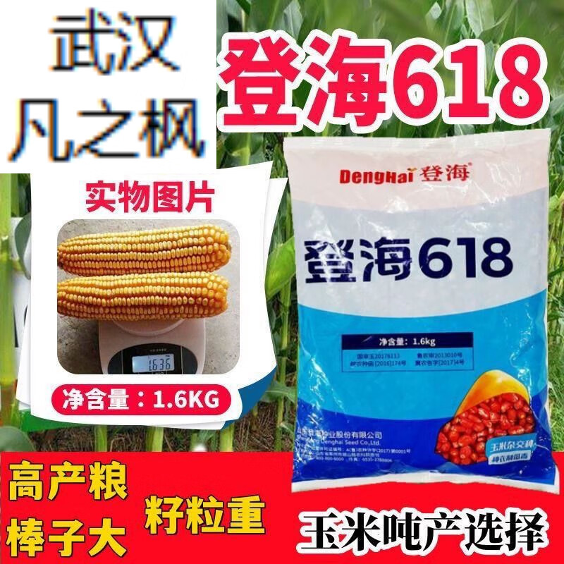 红轴高产密植不突尖国审品种大田饲料黄玉米种子 登海618装4500粒1袋