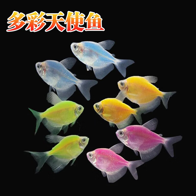 海洋深处的秘密——海水鱼批发行业的现状与展望