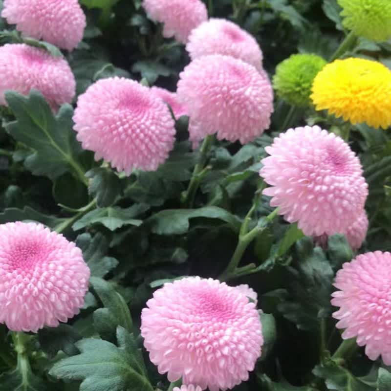 笑脸菊花苗七彩缤纷千头菊荷兰菊翠菊球菊真花 乒乓菊粉色【1加仑】