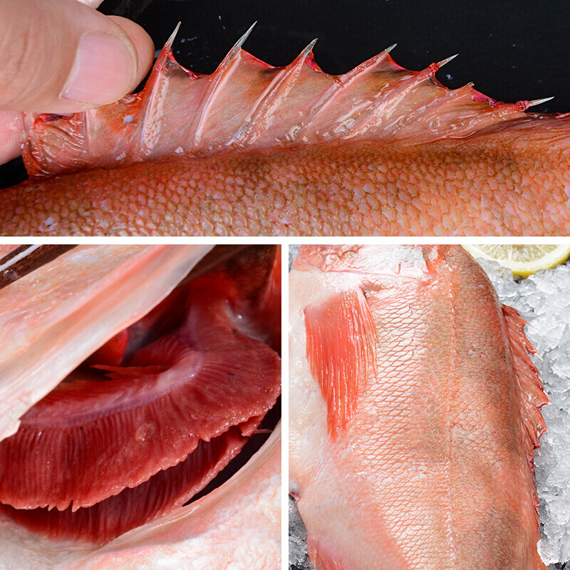 伯贤 深海红石斑鱼富贵鱼大眼鱼长寿鱼5斤装 红石斑