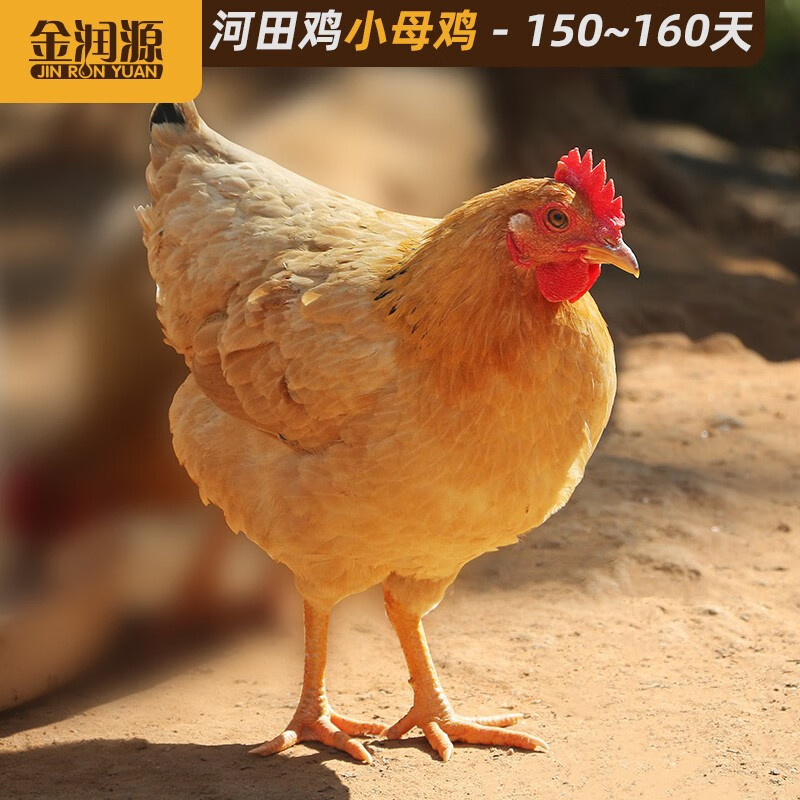金润源河田小母鸡 正宗农家山地散养土鸡 走地鸡 新鲜