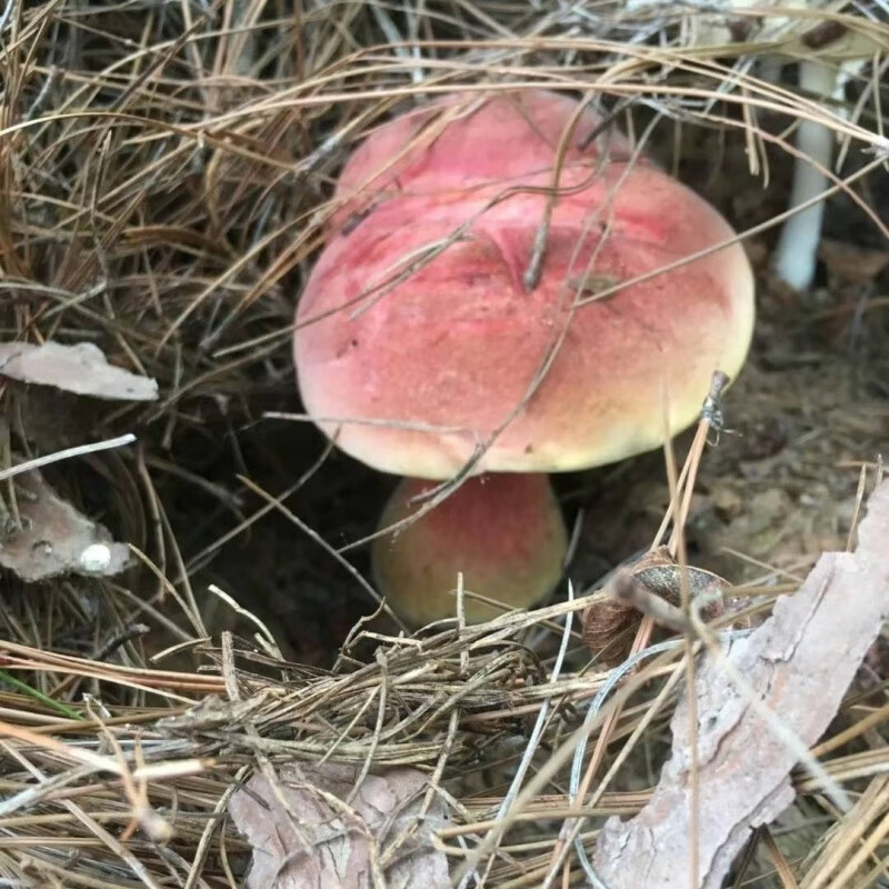 南美豹云南见手青红葱菌肝菌野生菌新鲜野生红葱红见手新鲜上市顺丰