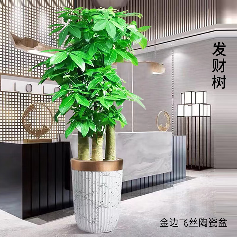 静黛轩发财树 客厅 大型盆栽乔迁送礼精品观叶植物办公室内花卉绿植 【乔迁新居】1.5-1.6米 步步高款 不含盆怎么样,好用不?
