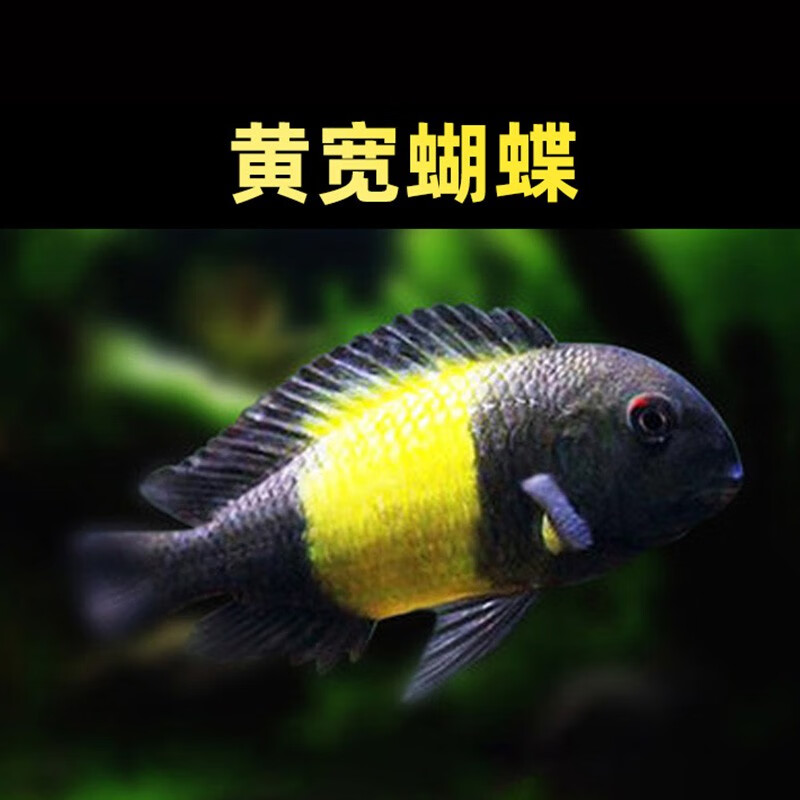 richer)黄宽蝴蝶 红宽蝴蝶 太阳斑蝴蝶 珍珠蝴蝶鱼 三湖鱼 坦鲷 观赏