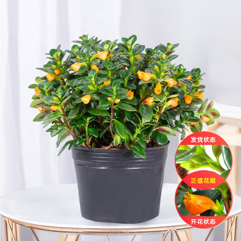 金鱼花 相关京东优惠商品排行榜 价格图片品牌优惠券 虎窝购