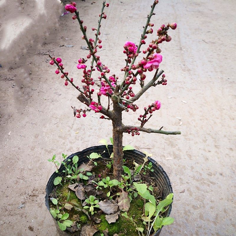 红梅盆景原生朱砂梅骨里红盆栽老桩红梅树苗耐寒花卉植物室内花阳台