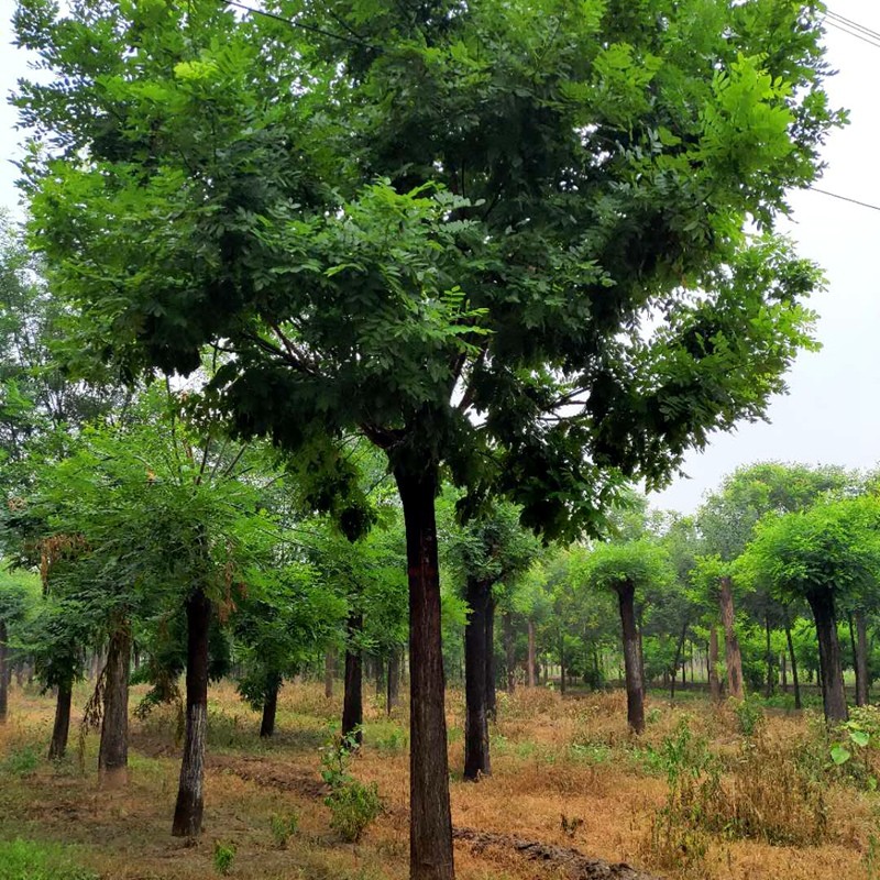 侬律 国槐树苗基地直销大小规格国槐苗国槐小苗绿化苗木行道树大国槐