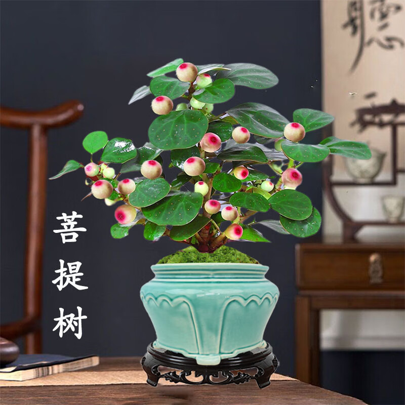 mivm小叶菩提盆栽带果植物室内办公室好养活禅意客厅绿植微盆景 主图