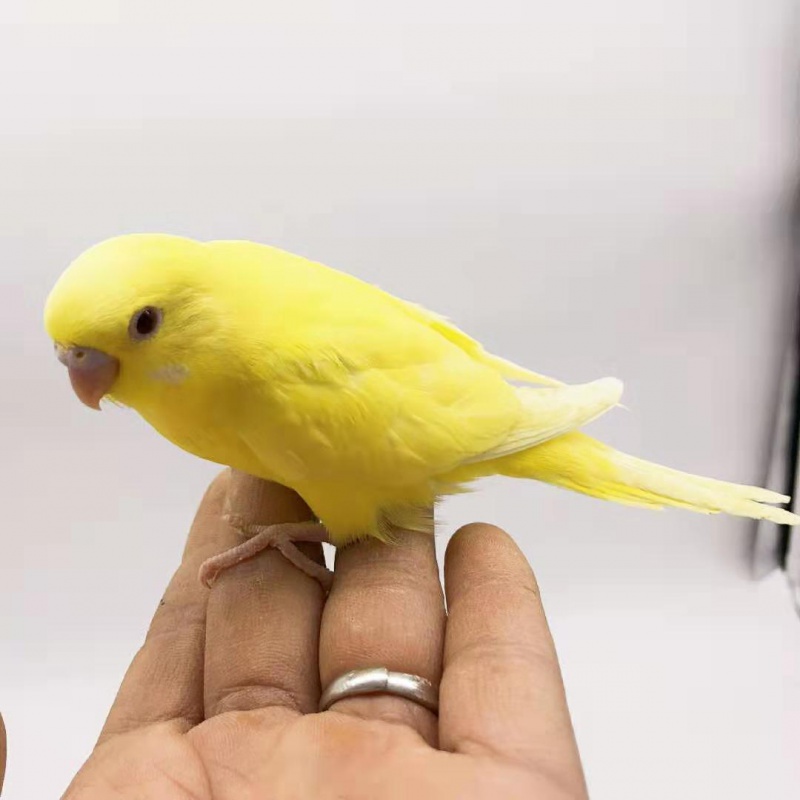 虎皮鹦鹉活体宠物鸟说话鸟活鸟活体观赏鹦鹉手养繁殖下蛋手养鸟 黄色