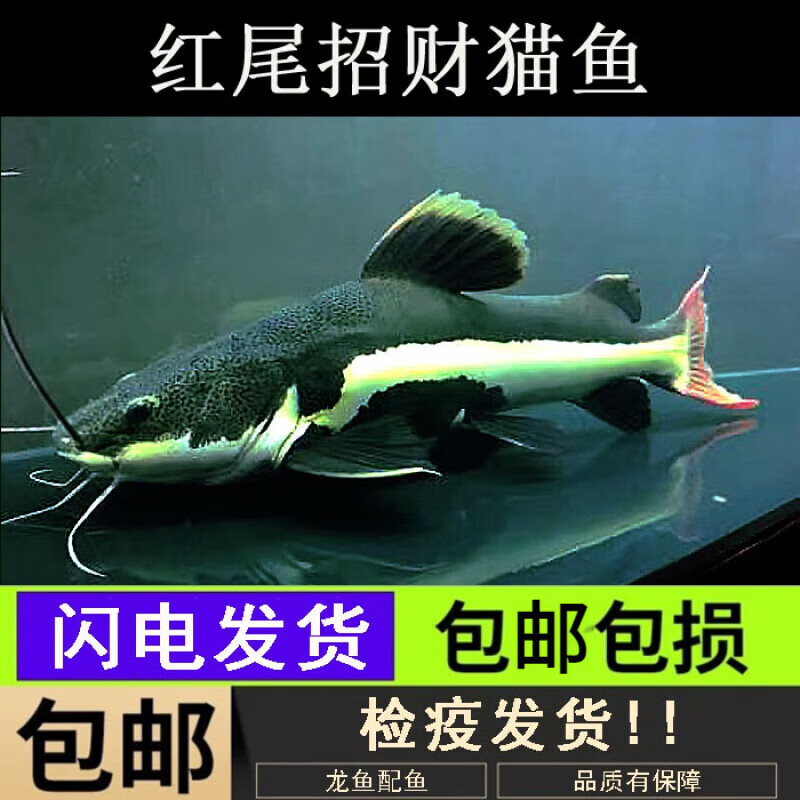 尾鲶鱼鸭嘴狗仔鲸底层鱼凶猛大型热带观赏鱼龙配鱼 红尾猫鱼8-10cm1条
