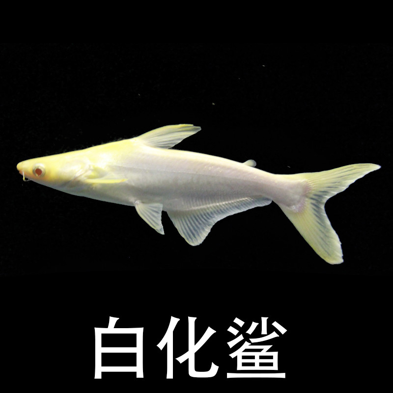 double yellow 中大型鱼观赏鱼鱼风水鱼招财鱼活体包损 白化鲨15-17cm