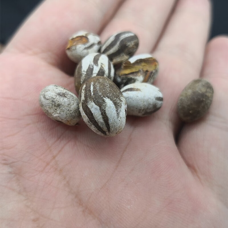 朴彩(pucai)杨拉罐洋辣子罐蛋活虫子幼虫高蛋白粮食钓鱼鱼饵鸟仓鼠