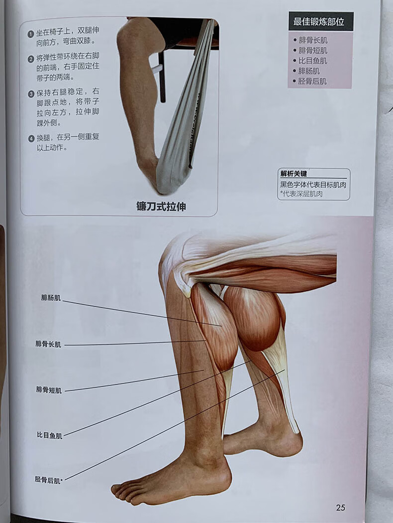 肌肉训练图解:拉伸训练