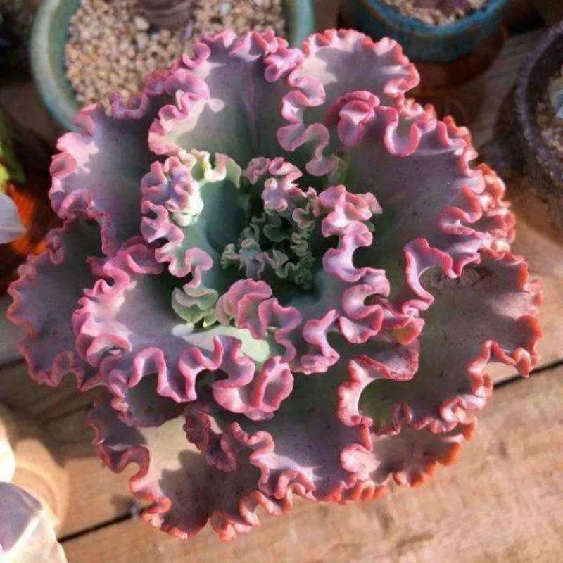 素蜜多肉植物 女王花笠 法国皇后包菜群生老桩 女王花笠冠幅15到18