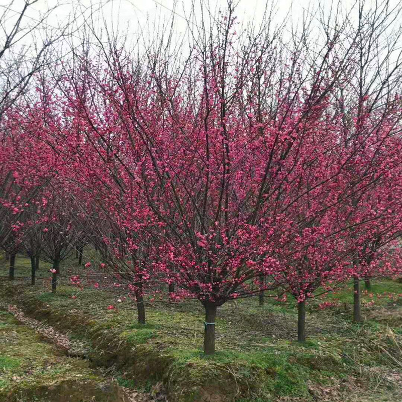 开花耐寒植物梅花树苗原生南方北方庭院地栽梅花盆栽树 嫁接红梅直径1