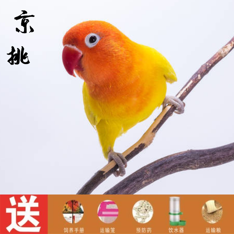 3种常见家养鸟,教你如何识别,宠物种类_宠物种类大全_霍格沃茨宠物