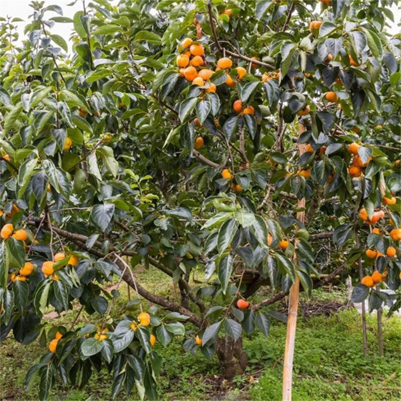 大树脆甜柿无核南北方种植庭院地栽造型盆景带土球果苗 柿子树3公分粗