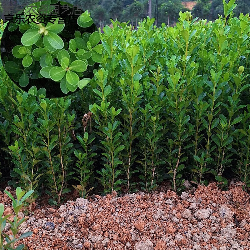 懿儱佩雀舌黄杨树苗球小叶黄杨球瓜子黄杨苗四季常青耐阴常绿庭院绿篱