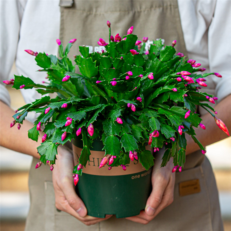 蟹爪兰花盆栽阳台好养植物观花绿植带花苞花卉蟹爪莲 蟹爪兰 不含盆