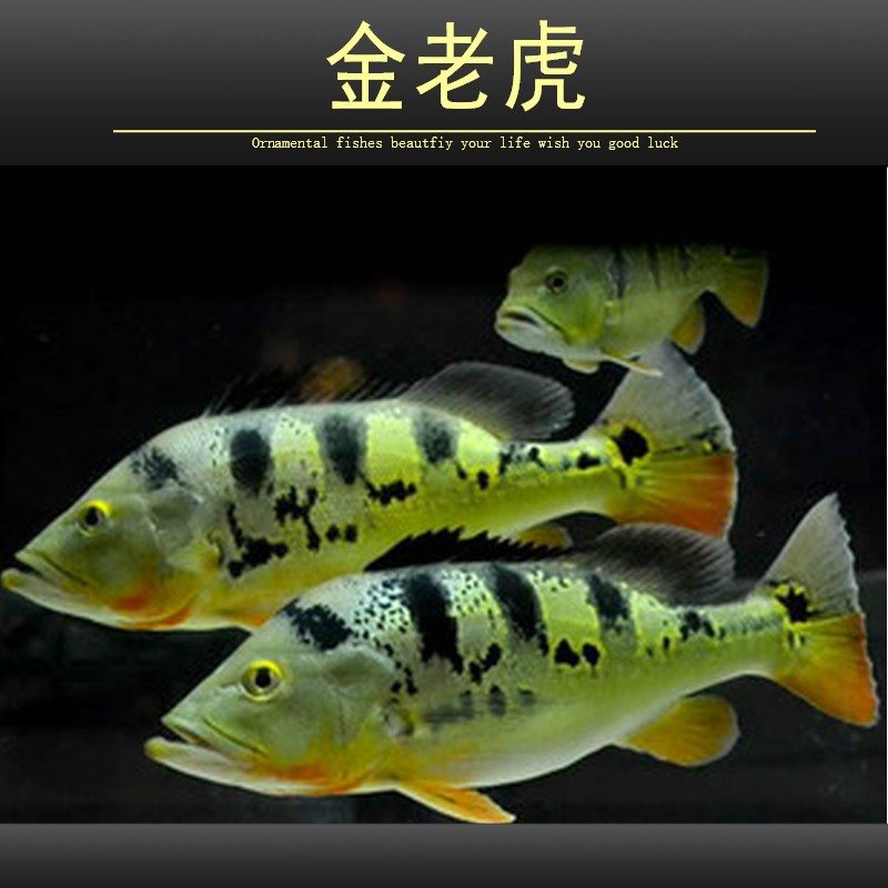 巴西亚鱼苗活体帝王三间鱼蓝帆五间申古三间皇冠三间金老虎鱼大型凶猛