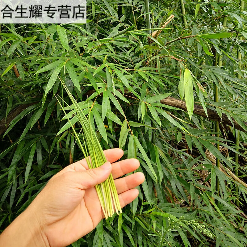 康中尊 深山野外生竹叶芯天然竹叶心竹心嫩芽竹芯竹卷心新鲜中药材