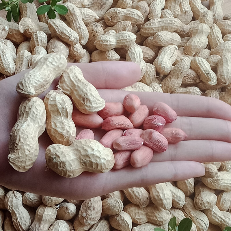 隽颜堂花生种子生新带壳花育9616农家自种山东大花生米粉皮饱满可发芽