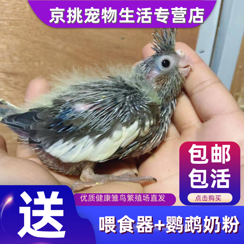 雏鸟活体鹦鹉幼鸟亲人玄风幼鸟活体手玩牡丹鹦鹉雏鸟手养虎皮幼崽听话