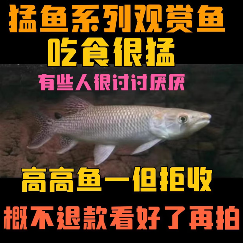 水财神(water richer)巴西红尾金排骨黄金河虎钻石火箭泰庞海鲢猛鱼