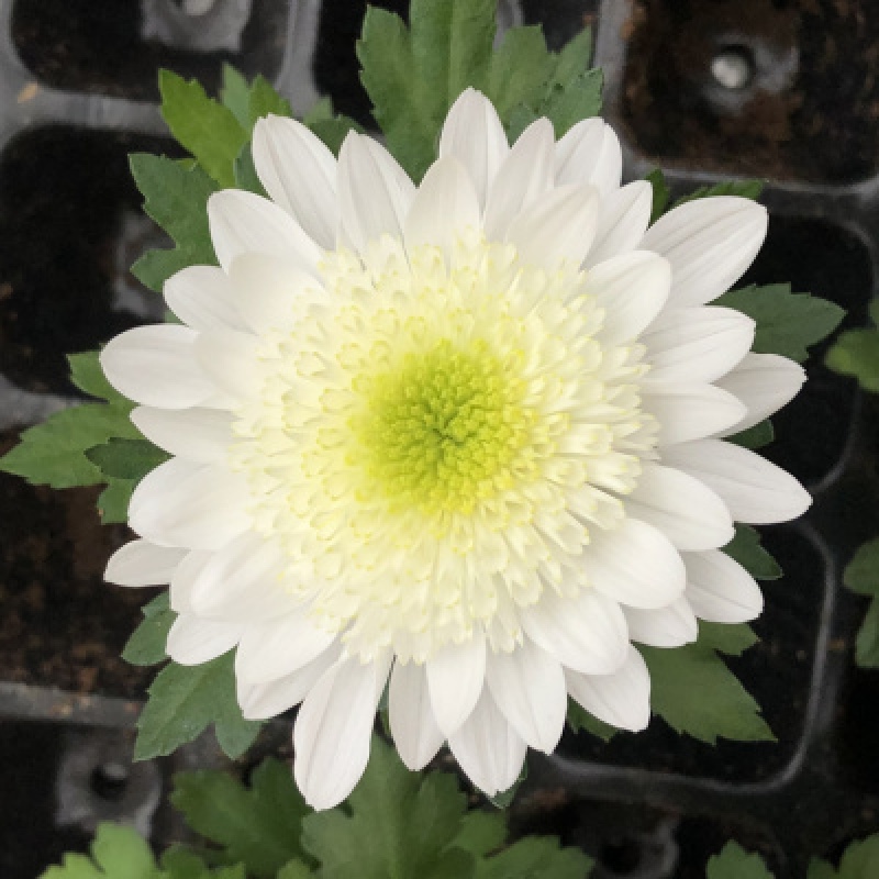 切花菊纽扣菊种子四季花草种子四季易活庭院花种 纽扣菊1号100粒 肥料