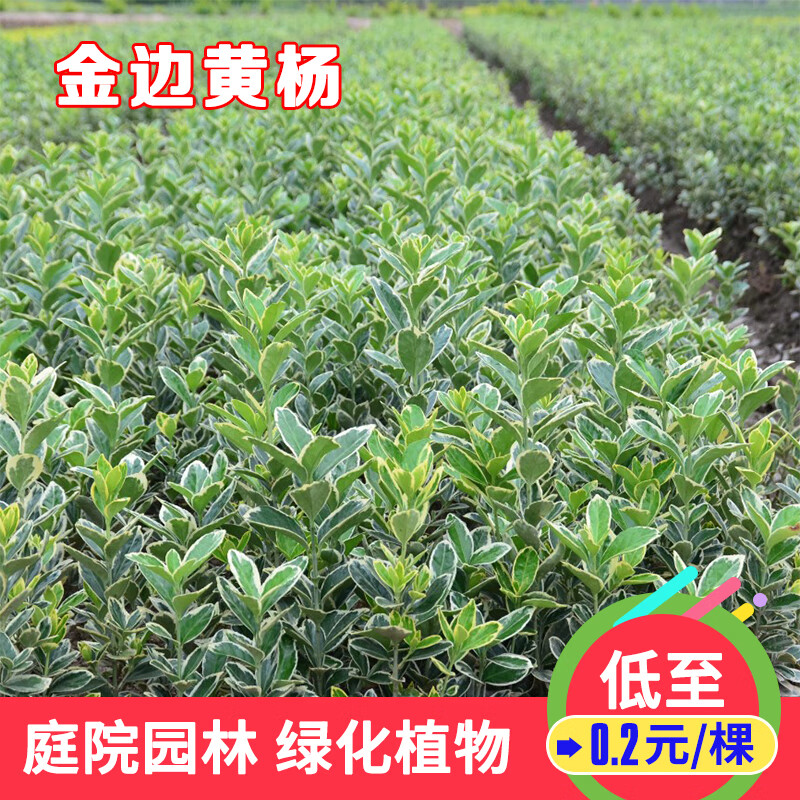 菜友金边黄杨苗瓜子黄杨苗法国冬青苗冬青苗小叶黄杨庭院绿篱树苗