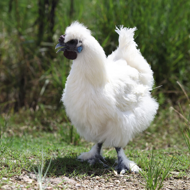 温氏原切乌鸡块500g*2包 生鲜供港品质 谷物饲养 滋补鸡汤火锅食材