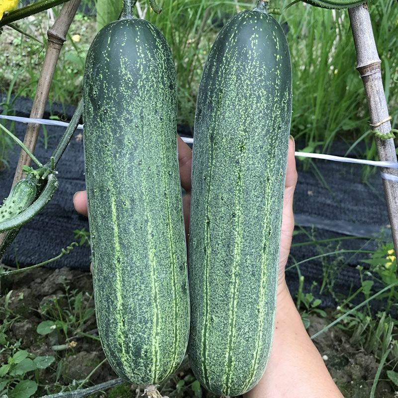 禾之润广东香甜大吊瓜 老品种花青特大黄瓜种子 旱黄瓜四季青皮高产