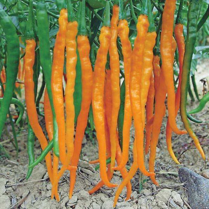 宜享健康味巴哥湖南衡东三樟鲜辣椒黄贡椒原产地直供新鲜黄辣子现摘现