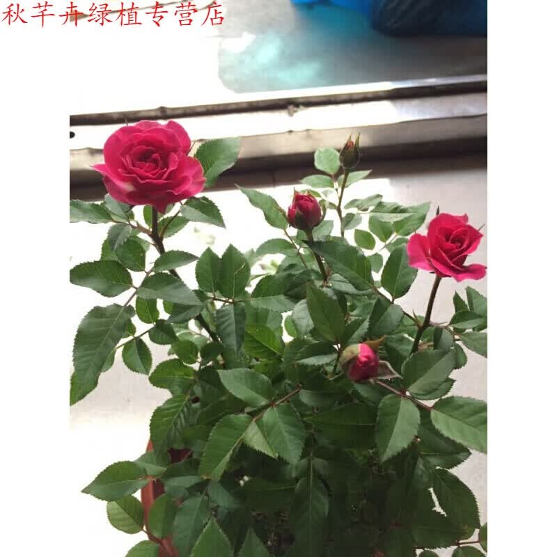 秋芊卉 带花苞欧月果汁阳室内观花植物花卉盆栽 四季开花月季 摩纳哥公主 月季大苗(高度30-50CM)