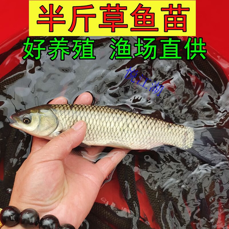 草鱼活鱼苗特大半斤鱼苗淡水养殖食用脆肉皖鱼好养脆肉小鱼苗批发