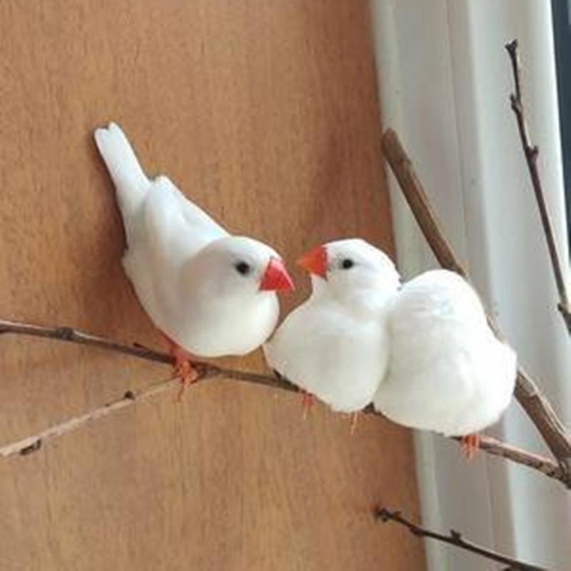 冰海精灵珍珠活体鸟宠物鸟小珍珠鸟活物幼鸟幼崽观赏小鸟活体 白色