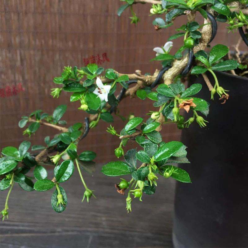 茶悬崖盆景s弯造型飘枝盆栽室外阳台绿植老桩四季常青开花 福建茶小号