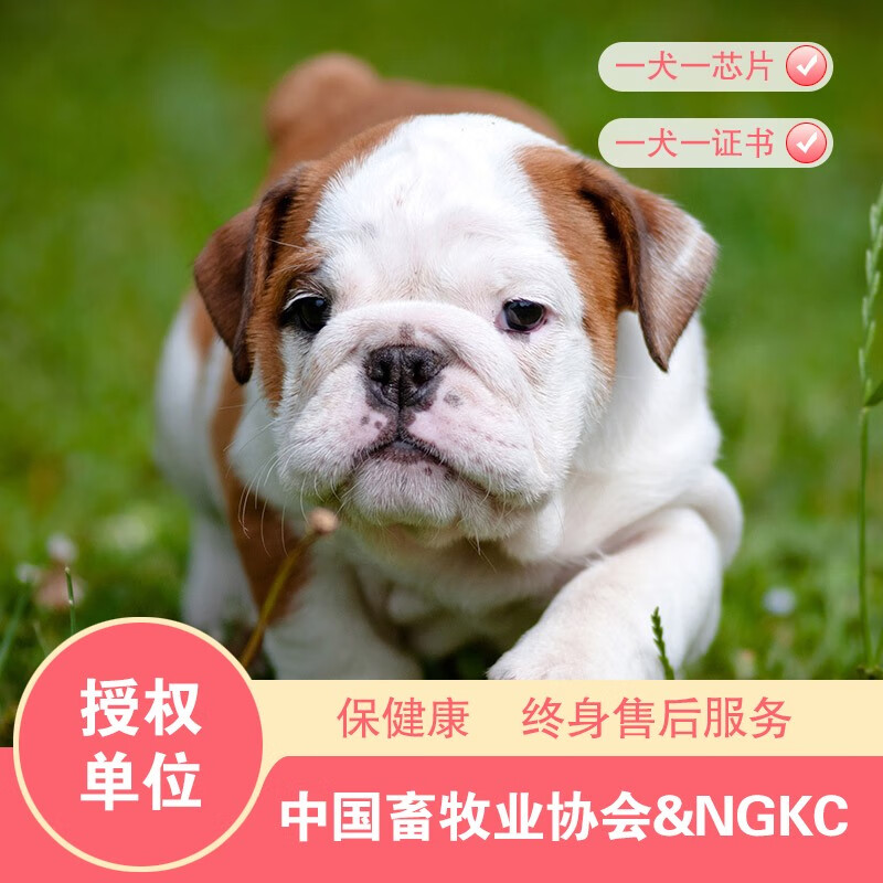 宠乐汇 英国斗牛犬英牛英斗幼犬活体宠物狗狗公母视频挑选纯种血统