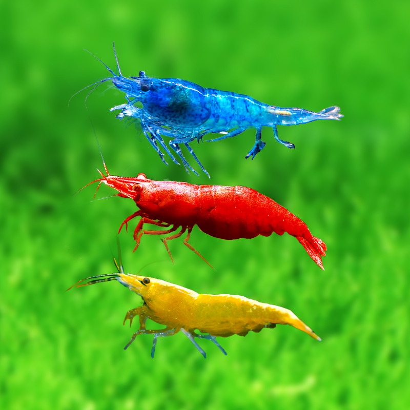 水族活体价格变化趋势|水族活体价格走势