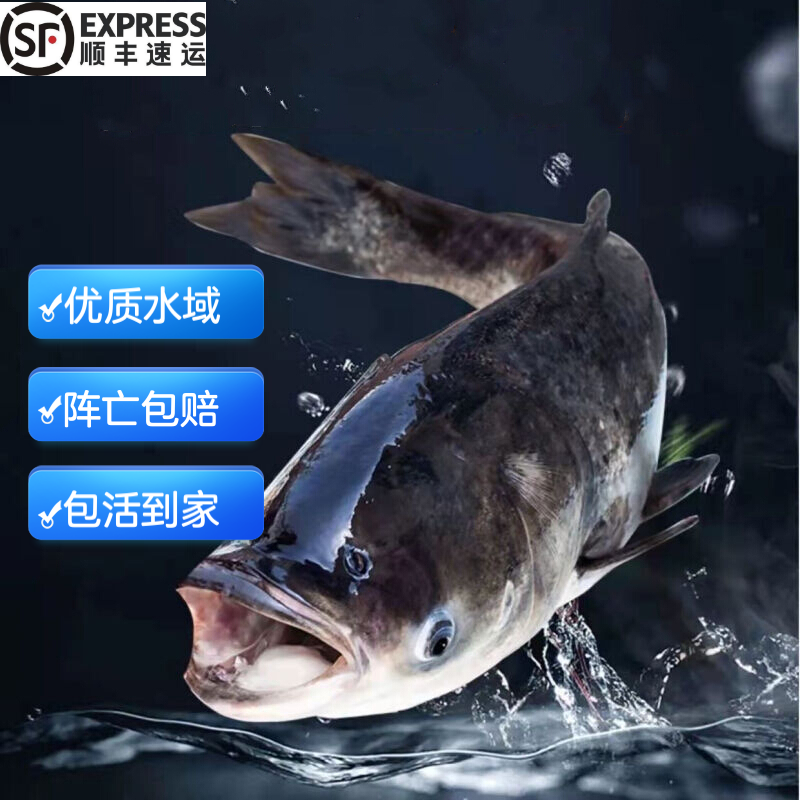 六鲜钓海旗舰店 正宗千岛湖活鱼   胖头鱼乌鲢鱼鳙鱼 生鲜鱼类 5-30斤