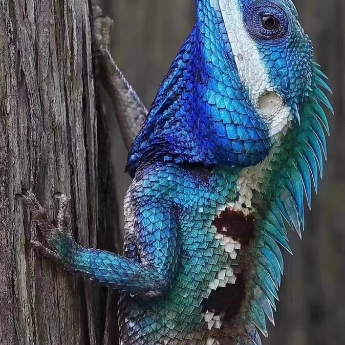 变色龙蜥蜴睫角守宫鬓师蜥蜴活物蓝尾蜥蜴活宠白唇绿草蜥宠物活体