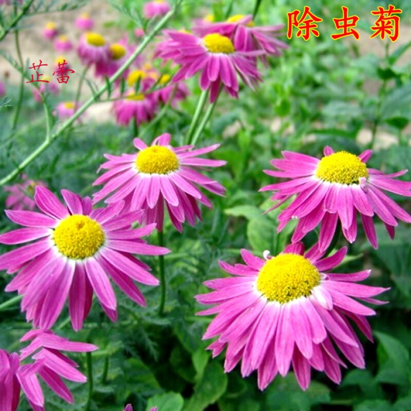 除虫菊种子 花种子 阳台盆栽草花种子 驱蚊香草 驱蚊草种子 除虫菊 10