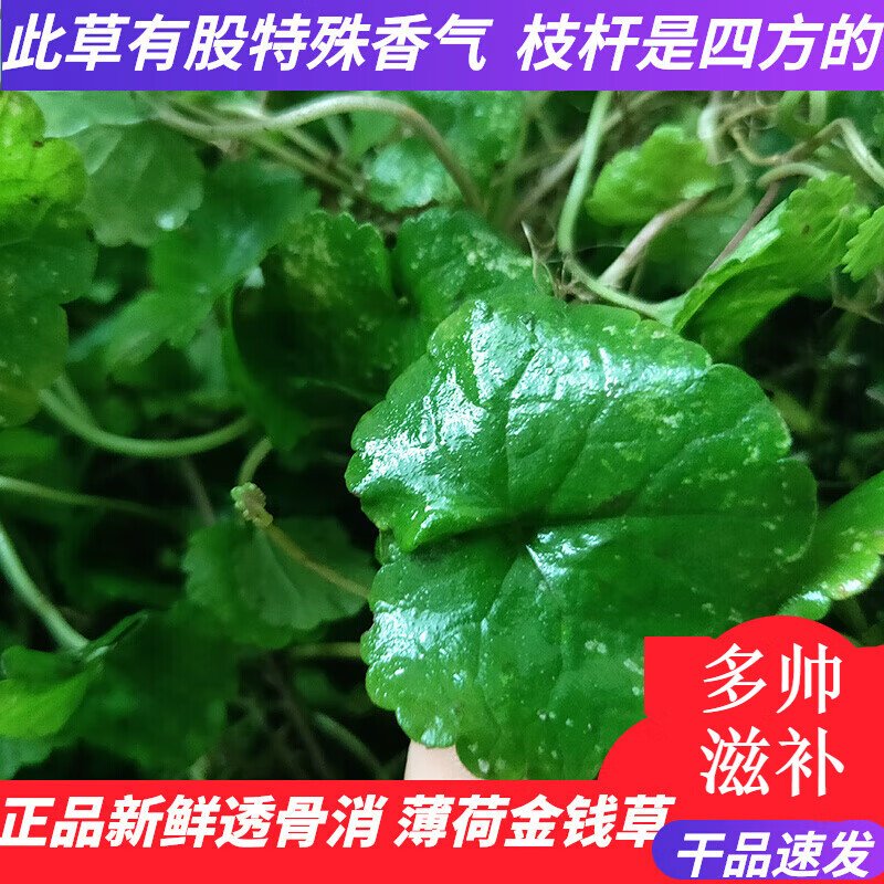 汪特 天然新鲜透骨消 金钱薄荷草 干品驳骨消接骨消连钱草 生鲜品250
