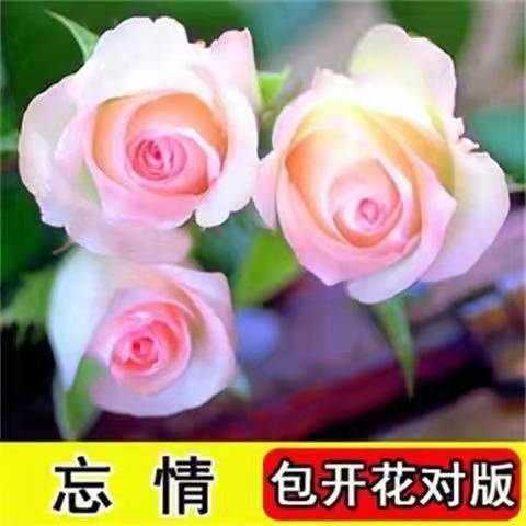 【精品绿植】玫瑰花苗四季开花室内阳台庭院观花盆栽花卉绿植物特大花