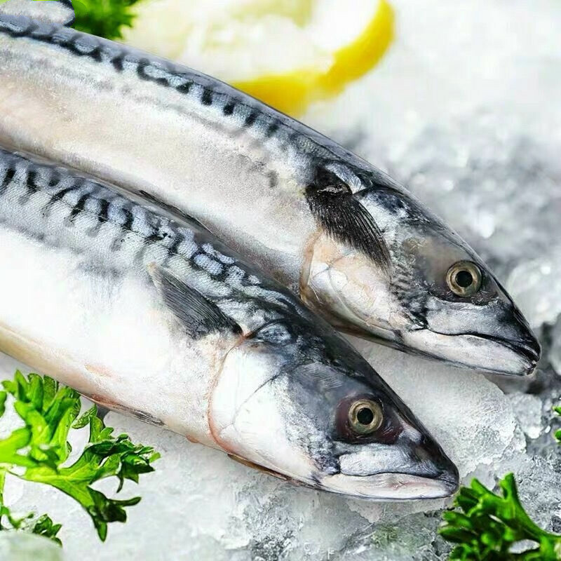 伯贤 新鲜鲐鲅鱼整条青占鱼燕鱼青花鱼生鲜食材5斤装
